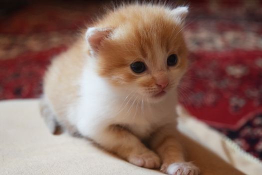 Cute Fluffy Kitten Looks At The World Around