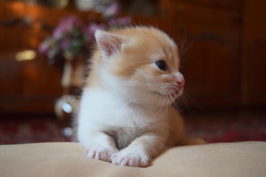 Cute Fluffy Kitten Looks At The World Around