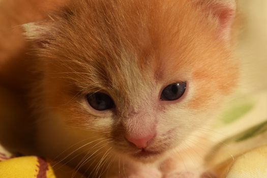 Cute Fluffy Kitten Looks At The World Around