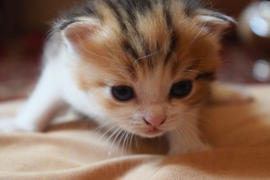 Cute Fluffy Kitten Looks At The World Around