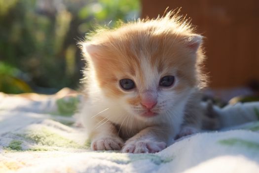 Cute Fluffy Kitten Looks At The World Around