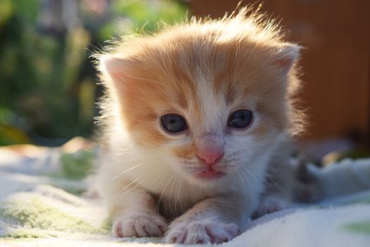 Cute Fluffy Kitten Looks At The World Around