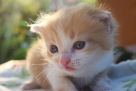 Cute Fluffy Kitten Looks At The World Around