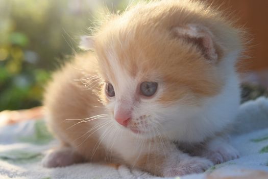 Cute Fluffy Kitten Looks At The World Around