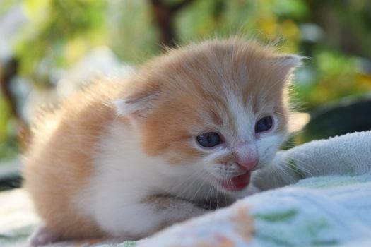 Cute Fluffy Kitten Looks At The World Around