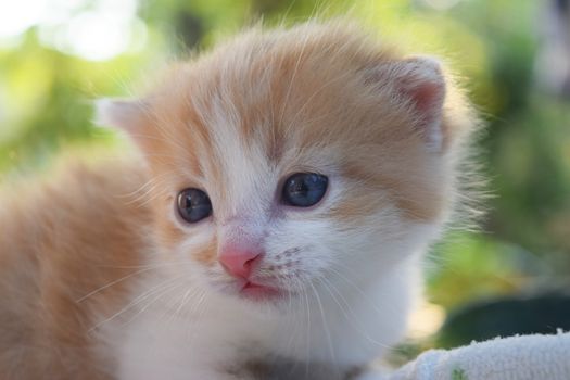 Cute Fluffy Kitten Looks At The World Around