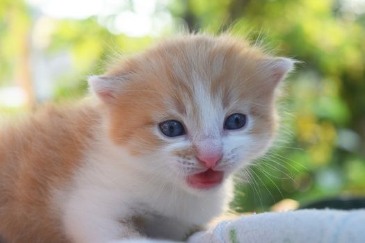 Cute Fluffy Kitten Looks At The World Around