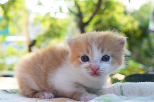 Cute Fluffy Kitten Looks At The World Around