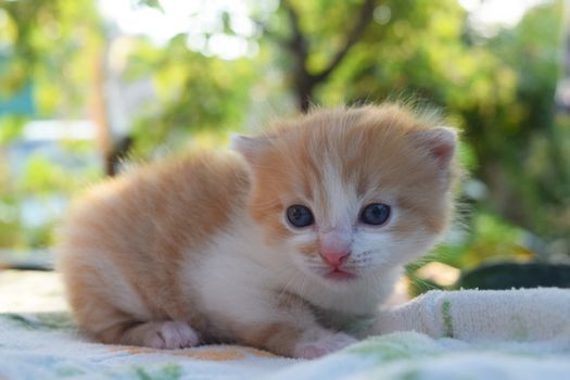 Cute Fluffy Kitten Looks At The World Around