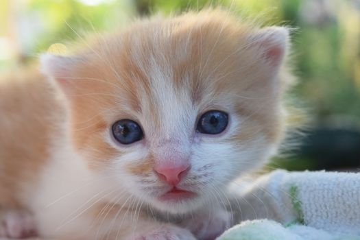 Cute Fluffy Kitten Looks At The World Around