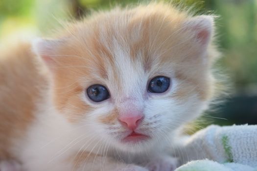 Cute Fluffy Kitten Looks At The World Around