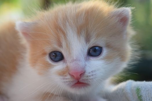 Cute Fluffy Kitten Looks At The World Around