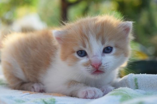 Cute Fluffy Kitten Looks At The World Around