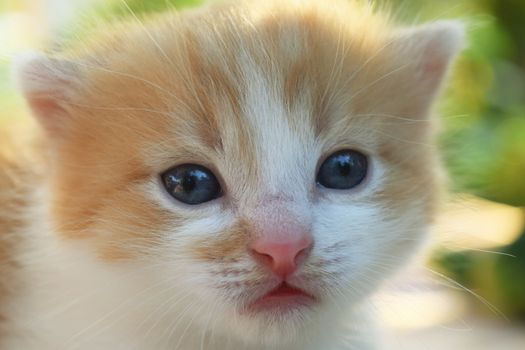 Cute Fluffy Kitten Looks At The World Around