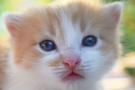 Cute Fluffy Kitten Looks At The World Around