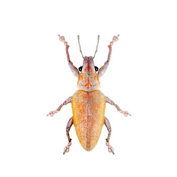 Image of Leaf Eating Weevil (Hypomeces squamosus) isolated on white background. Insect. Animals.