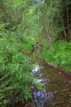 A clear, transparent forest river, quietly flowing along the shores overgrown with grass and bushes. Altai, Siberia, Russia.