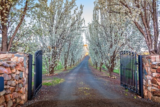 Gates open to tree lined drive way in full flower.  Masses of white flowers in late afternoon sunlight