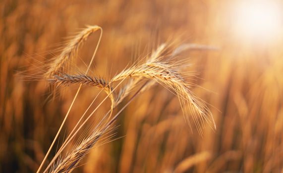 Wheat field. Ears of golden wheat close up. Beautiful Nature Sunset Landscape. Background of ripening ears of meadow wheat field. Rich harvest Concept