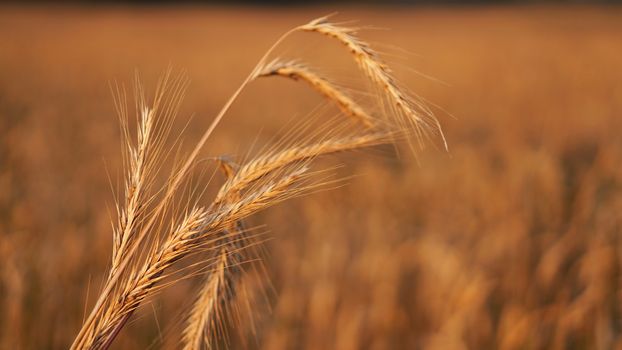 Wheat field. Ears of golden wheat close up. Beautiful Nature Sunset Landscape. Background of ripening ears of meadow wheat field. Rich harvest Concept