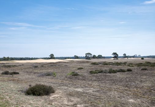 sand dunes in national park de hooge veluwe with heather landscape Veluwe, Gelderland, Holland