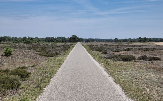 bicycle path in national park de hooge veluwe with heather landscape Veluwe, Gelderland, Holland