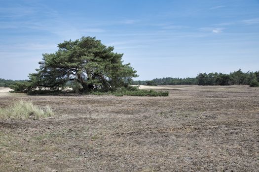 single green tree in national park de hooge veluwe with heather landscape Veluwe, Gelderland, Holland