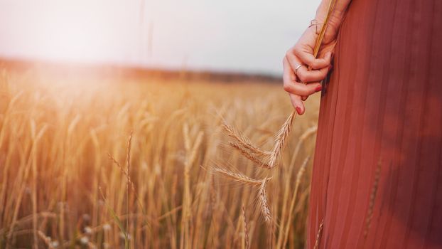 Woman in wheat field, woman holds ear of wheat in hand. No face