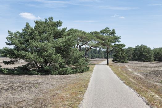 bicycle path with bow of trees in national park de hooge veluwe with heather landscape Veluwe, Gelderland, Holland