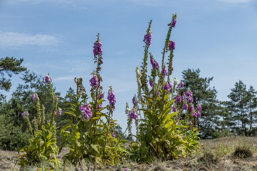 digitalis flowers on the heater wild land on the veluwe national park in the netherlands
