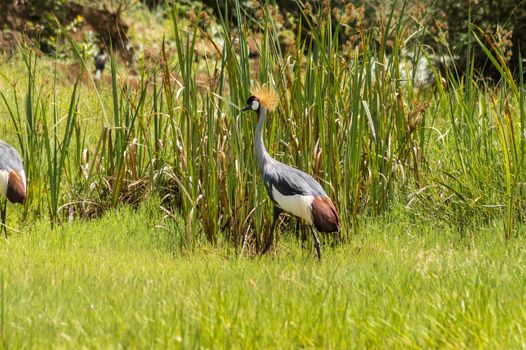 Two Royale cranes in a grass and reed meadow near the city of Thika in central Kenya