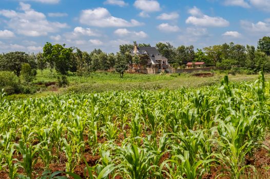 Residential house in nature near the city of Thika in Kenya with a field of corn in the foreground