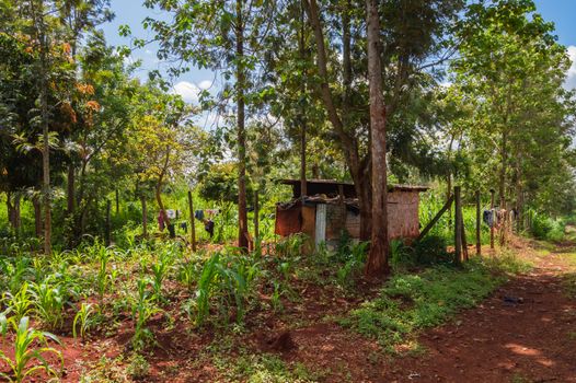 House in rural Kenya, Africa. A house in rural Kenya, Africa. A very basic construction made out of clay and wood, but it is efficient