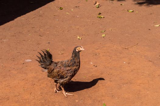 Portrait Of Brown Hen Standing On Floor. Closed Up Portrait Of Brown Hen Standing On Floor