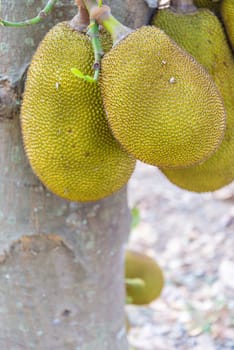 Big jackfruit hanging on the tree in Thailand