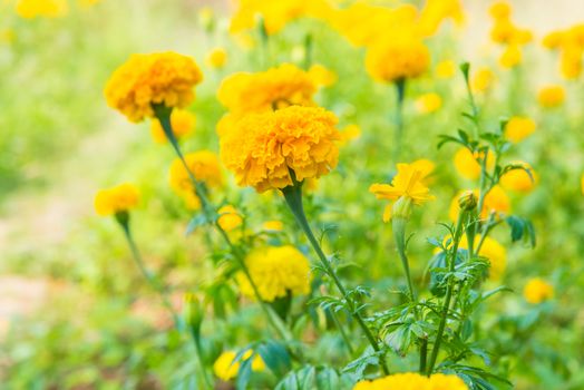 Marigold in the garden of Thailand, Yellow flower.