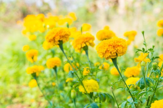 Marigold in the garden of Thailand, Yellow flower.