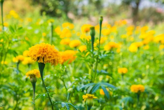 Marigold in the garden of Thailand, Yellow flower.