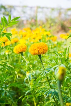 Marigold in the garden of Thailand, Yellow flower.