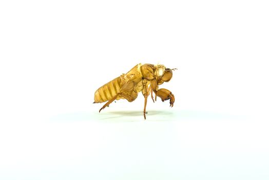 Molting insects on white background.