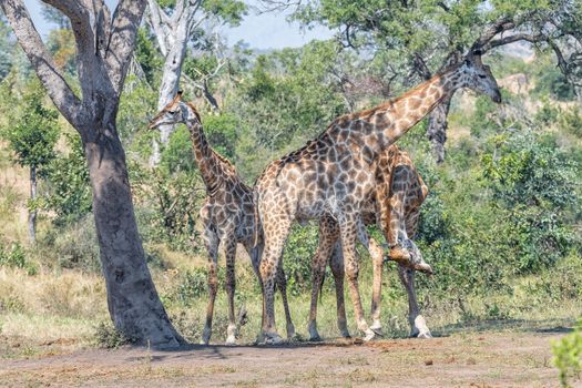 Two bull giraffes fighting with their necks, called necking. A juvenile giraffe is visible