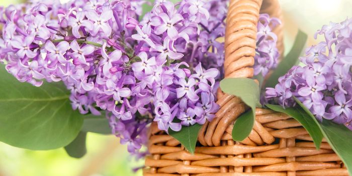 Basket with a bouquet of lilac flowers in the summerhouse in the garden close up.