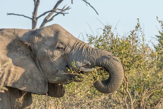 Close-up of an african elephant, Loxodonta africana, browsing on leaves