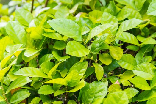 Green leaves background. leaf shapes