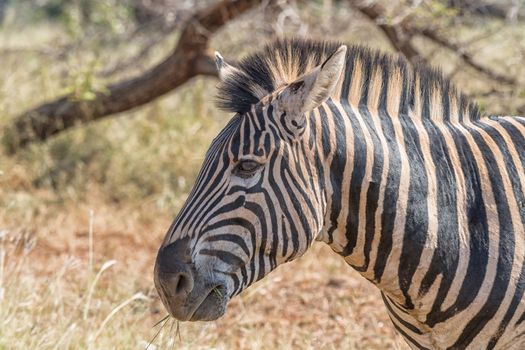 Head profile of an adult Burchells Zebra, Equus quagga burchellii, with grass in its mouth