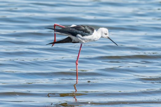 A black-winged stilt, Himantopus himantopus, standing on one leg in water