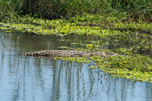 A nile crocodile, Crocodylus niloticus, in a river between water plants