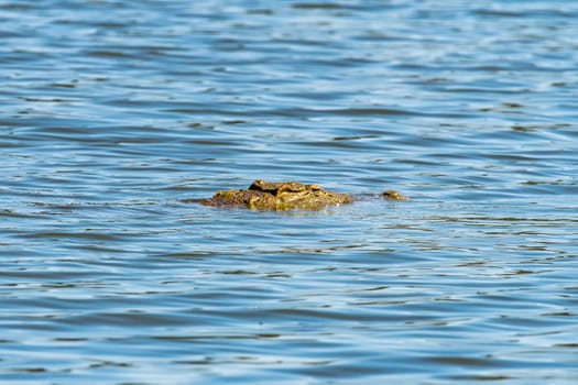 A nile crocodile, Crocodylus niloticus, with only the head visible, in Sunset Dam, Mpumalanga
