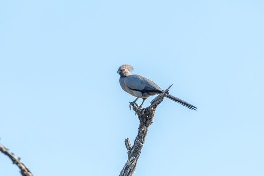 A grey go-away bird, Corythaixoides concolor, on a dead tree branch