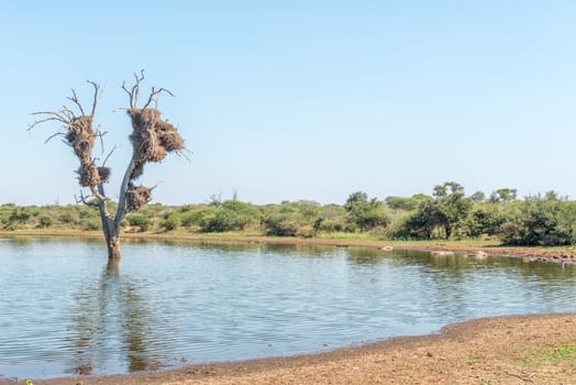 A view of Sunset Dam, Mpumalanga. Nile crocodiles, Crocodylus niloticus, a dead tree and bird nests are visible
